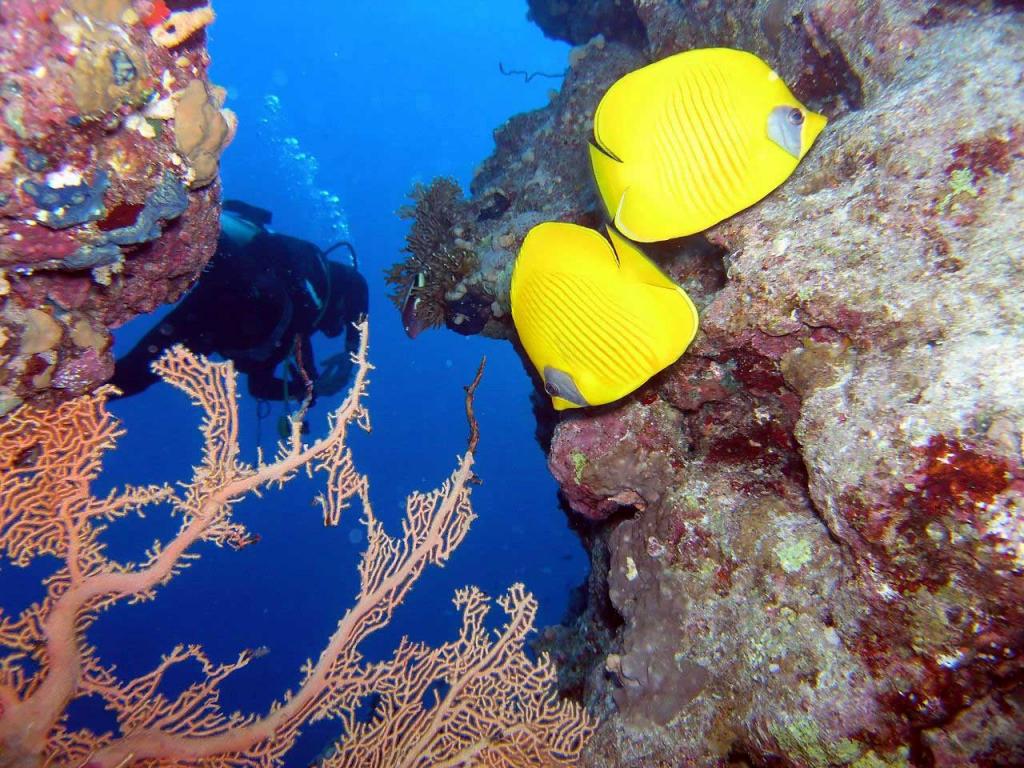 Эйлат кораллы.jpg